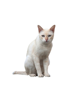 白色背景上孤立的泰国猫