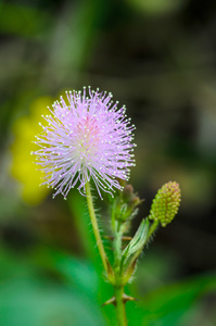 花背景