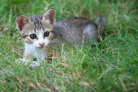 可爱小猫在草地上玩