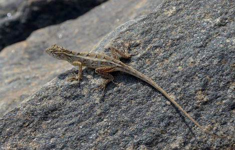 长尾小蜥蜴在自然的石头上照片