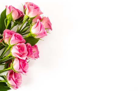 月季花空白色背景照片