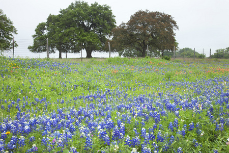 德克萨斯州 bluebonnets 和其他野花与树木领域