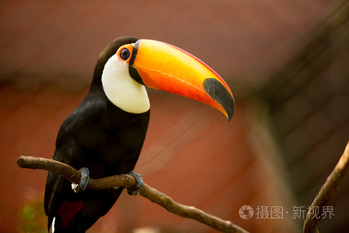 大嘴鸟