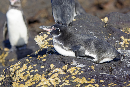 加拉帕戈企鹅上岸休息