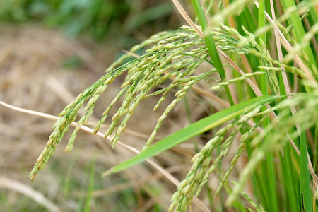 水稻植株