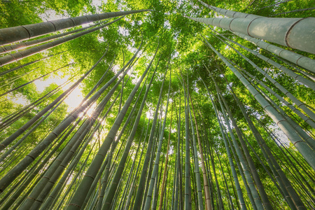 竹林，竹林在岚山，京都，日本
