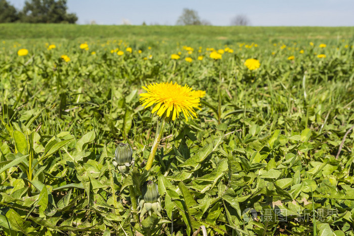开花石蜡普通丹德利奥