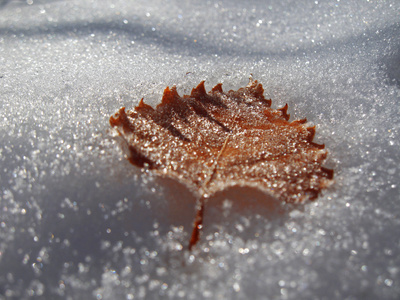 冷冻的橡树叶在雪中