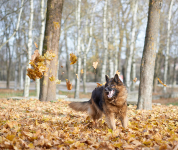 德国牧羊犬狗玩图片