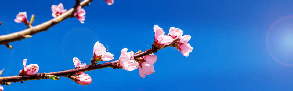 桃花树上开花