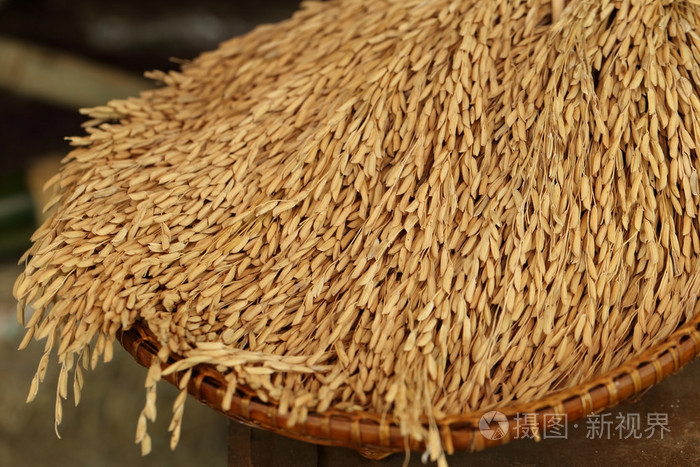 在外壳，水稻稻谷，柳条竹篓未碾米