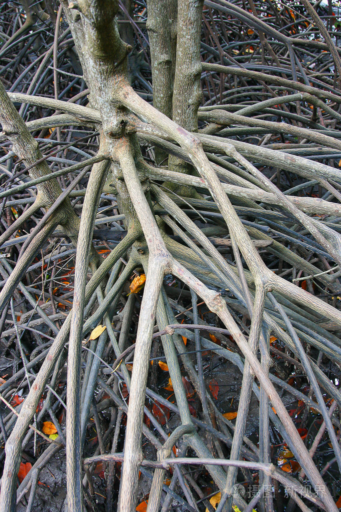 红树林的根部