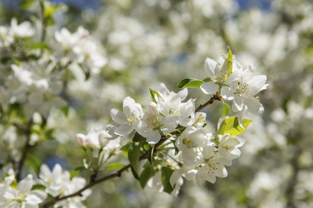 白色海棠花图片