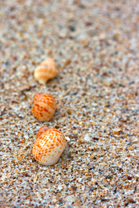 在海滩上的贝壳砂背景