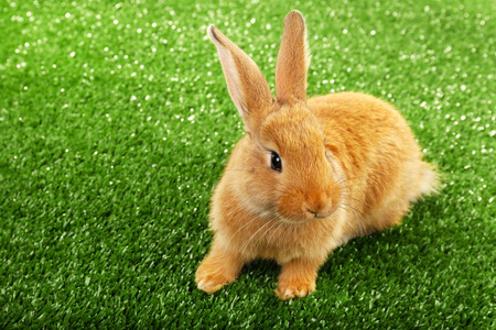 可爱的棕色兔子上绿草背景