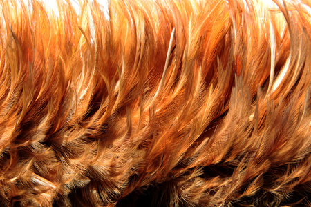 羽毛的橙色皮毛