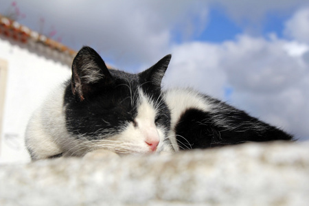 可爱的猫咪在墙上睡在阳光灿烂的日子