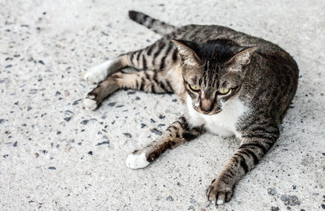 重点孤独的感觉脸上的流浪猫户外活动。睡在上