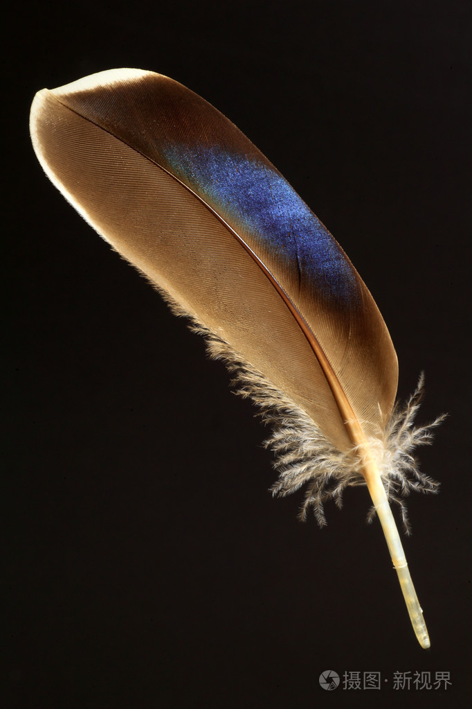 东斑鸭羽毛(anas zonorhyncha)