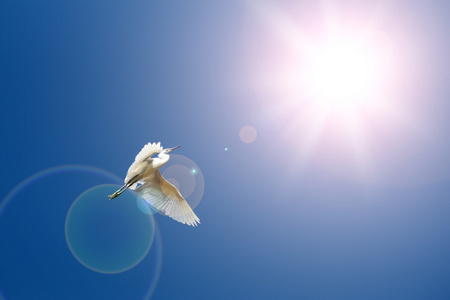 在蔚蓝的天空飞翔的鸟儿照片