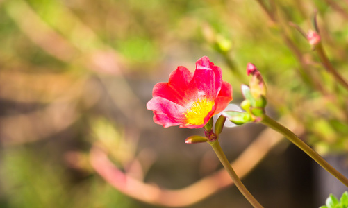 美丽的花