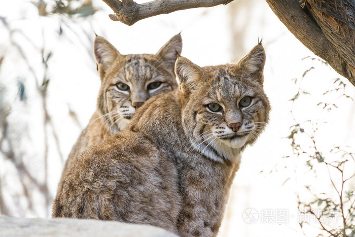 山猫山猫