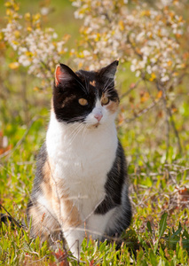 在太阳与春天的花朵印花猫图片