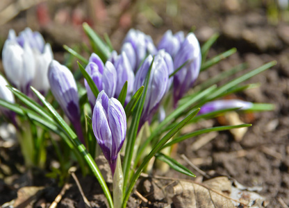 4 月番红花在莫斯科地区