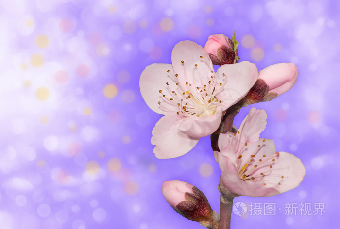 娇嫩粉红色的桃花紫色淡景背景