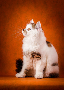 苏格兰的玳瑁和白色的直小猫肖像