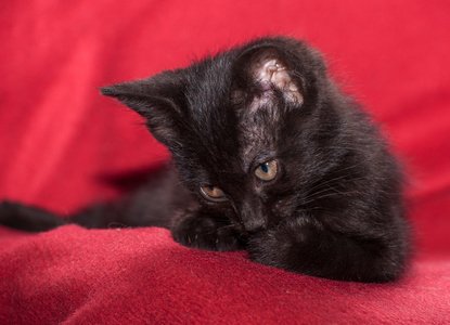 红色的毯子上可爱黑色小猫