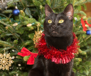 穿着绿色圣诞树背景的金属丝的可爱黑猫