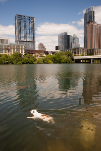 美国斗牛犬游泳在科罗拉多河市中心 Austin 德州