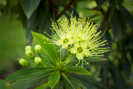 金本达花黄茎。