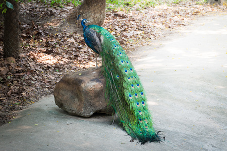 美丽的雄性孔雀站在大石头上摄影图
