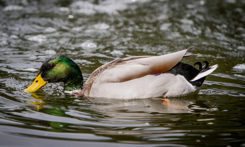 鸭在池塘里图片
