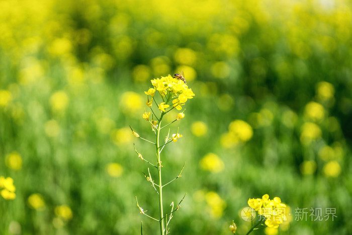 在外地的芥花籽油花
