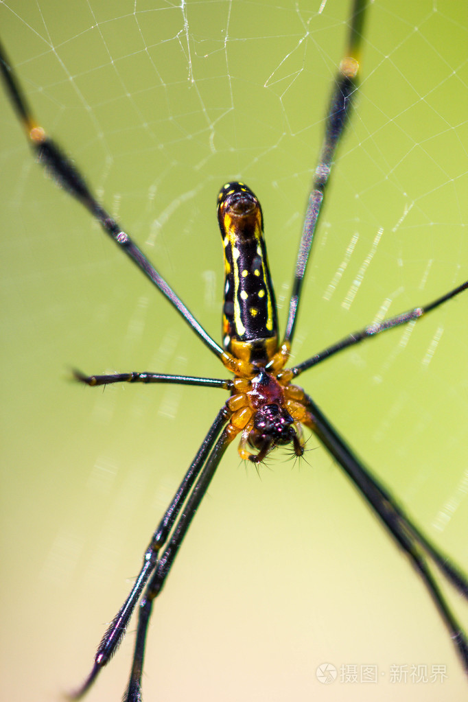 金蜘蛛蜘蛛