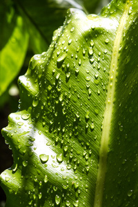 绿色叶子上的雨滴