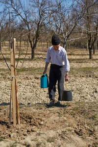 高级农民种植梅花树