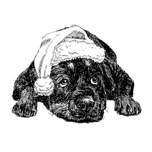 罗特韦尔犬与圣诞老人帽子