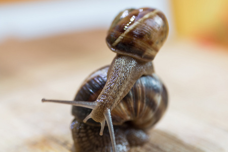 两个蜗牛爬行，木桌上