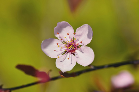 春天开花