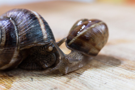 两个蜗牛爬行,木桌上照片