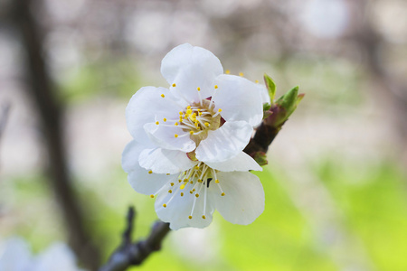 白花树春宏