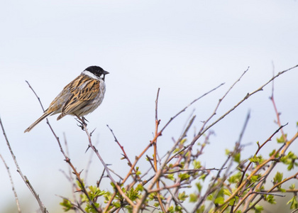 芦苇束Emberizas Schoeniclus