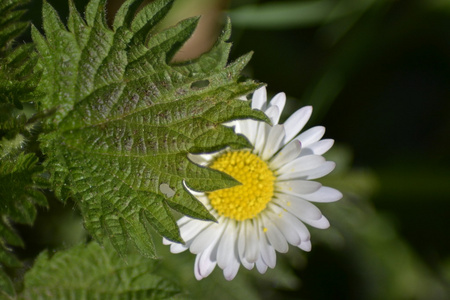 野生雏菊和叶子照片