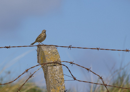 草甸Pipit