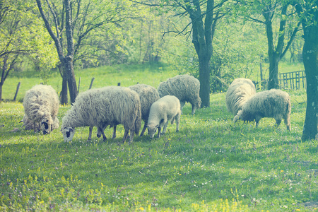 羊和小羊在绿色的原野上
