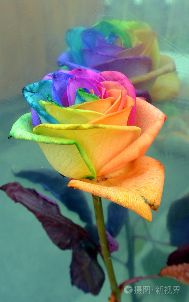 五彩的玫瑰
